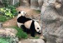 Pandas se aparean tras 10 años de indiferencia