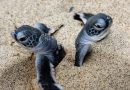 Rescata Profepa 13 mil tortugas en aduana del AICM