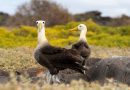 Hoy es el Día Mundial de los Albatros