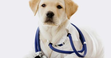 Tips para cuidar la salud de tu perro